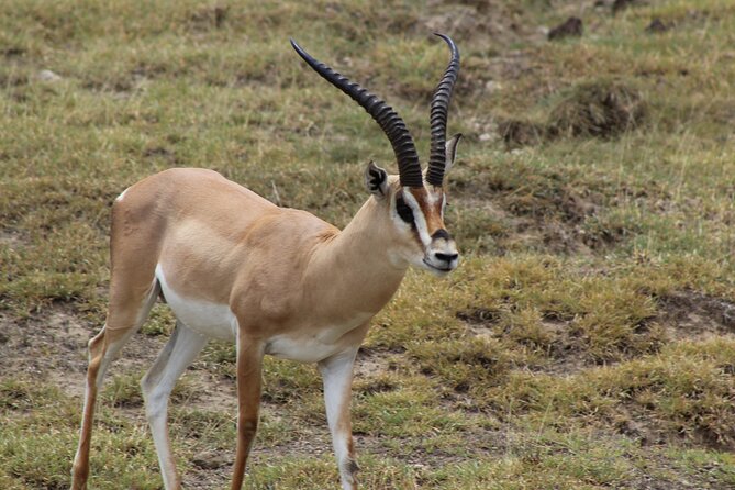 3-Day Safari in Serengeti & Ngorongoro(Mid-range) - Guided Tours