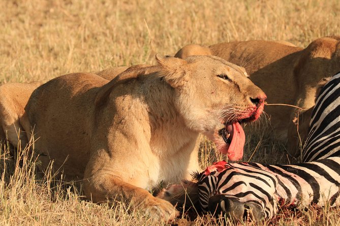 3-Day Safari in Serengeti & Ngorongoro(Mid-range) - Transportation Logistics