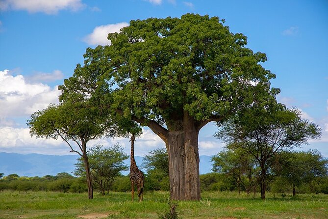 3-Day Safari Tarangire and Flamingo Walk Lake Natron Private Guided Tour - Included Meals and Fees