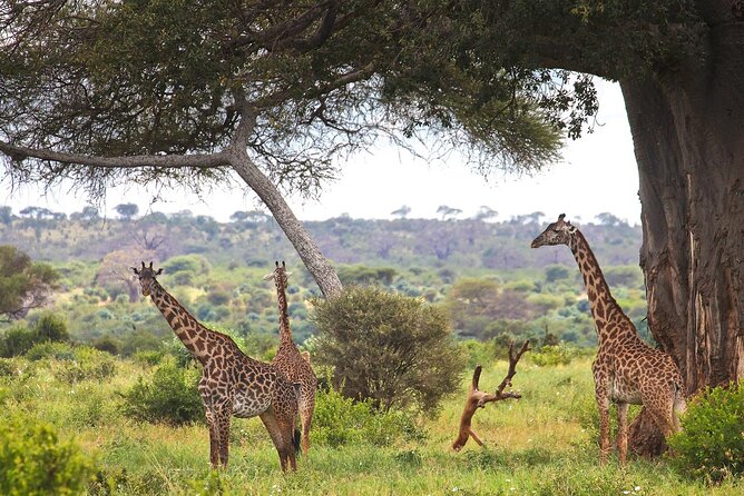 3 Day Safari Tarangire Lake Manyara and Ngorongoro Crater Tour - Frequently Asked Questions