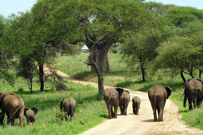 3 Day Safari Tarangire Lake Manyara and Ngorongoro Crater Tour - The Sum Up