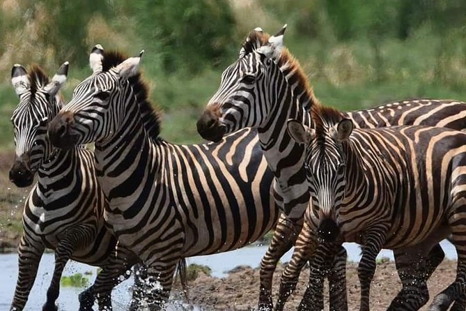 3-Day Safari to Ngorongoro, Tarangire & Lake Manyara NP - Important Booking Information