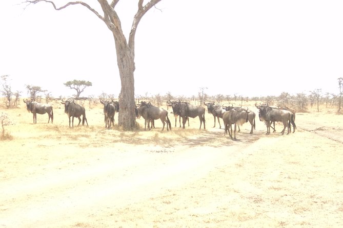 3-Day Safari Trip to Masai Mara National Reserve From Nairobi - Good To Know