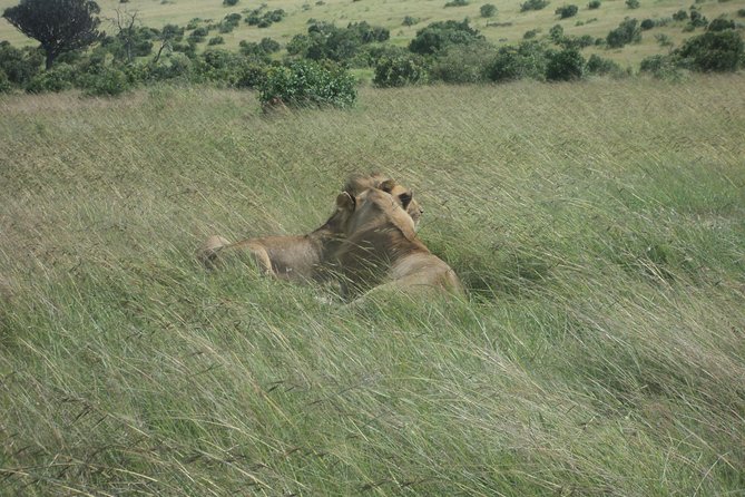 3-Day Safari Trip to Masai Mara National Reserve From Nairobi - Accommodations and Meals