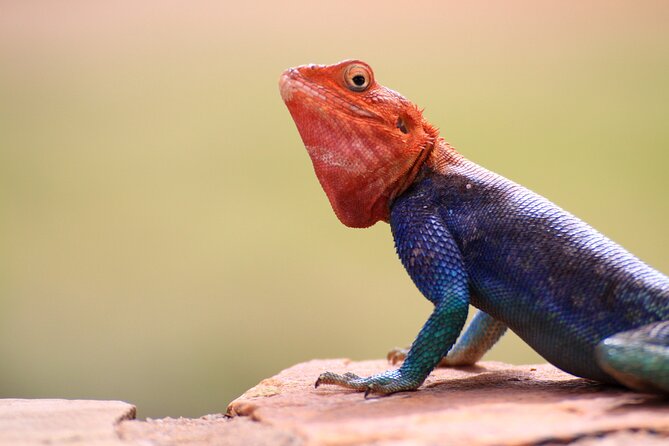 3-Day Samburu Luxury Safari - Exclusive Safari Vehicle Experience