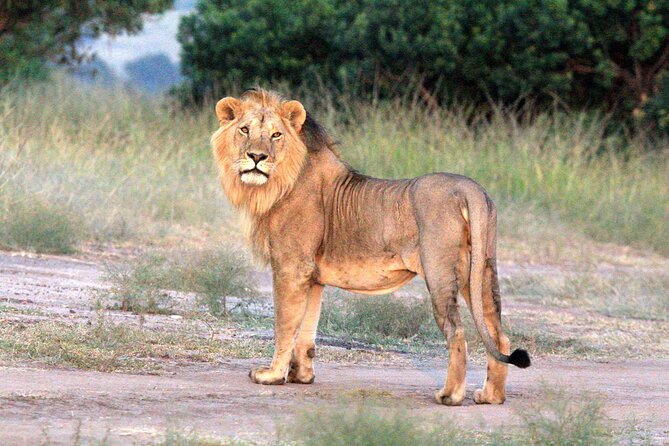 3-Day Samburu Luxury Safari - Pricing and Booking Information