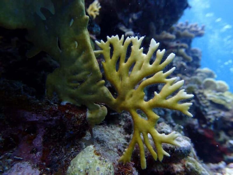 3-Day Scuba Diving Certification Course in Ocho Rios - Good To Know