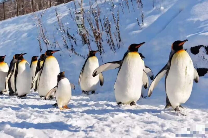 3-Day Small-Group Tour: Sapporo, Asahikawa, Furano & Otaru - Exploring the 3-Day Itinerary: A Step-by-Step Journey