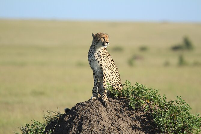 3-Day Sweetwaters: Ol Pejeta Conservancy Safari From Nairobi - Accessibility and Transportation