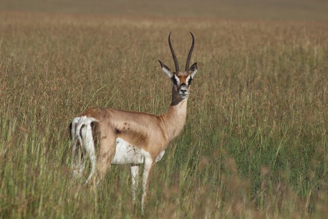 3-Day Sweetwaters: Ol Pejeta Conservancy Safari From Nairobi - The Sum Up