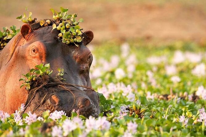 3-Day Taste of Tanzania Safari (Tarangire National Park and Ngorongoro Crater) - Ngorongoro Crater Adventure