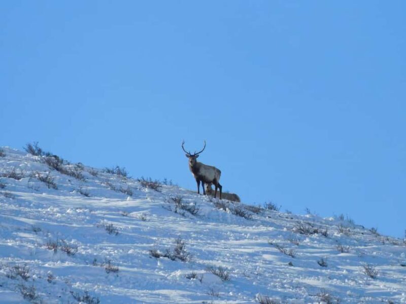 3-Day Terelj, Chinggis Khaan Statue and Hustai National Park - Good To Know