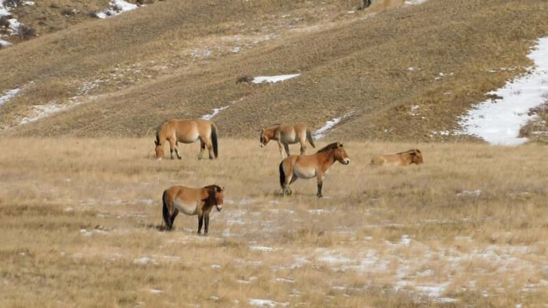 3-Day Terelj, Chinggis Khaan Statue and Hustai National Park - Experiencing Mongolia in Winter: A Practical Review of the 3-Day Tour