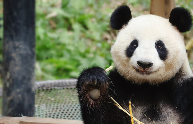 3-Day Tour of Mount Emei, Leshan & Panda Base in Sichuan - Who should book this three-day route?