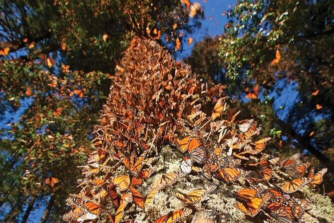 3 day Tour to Discover the Magic of Mexico & Monarch Butterflies - Pricing and Overall Value
