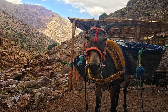 3-Day Trek High Atlas Mountains and Berber Villages From Marrakech - Good To Know