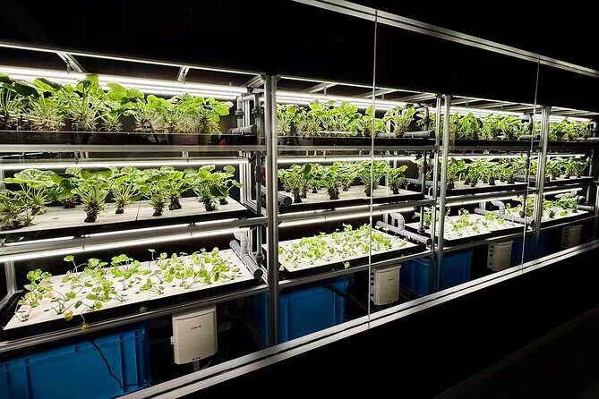 3-day trip from Osaka to Shirakawa-go - Final Thoughts: Is This Tour Worth It?