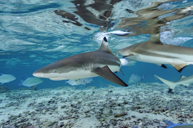 3 Day Trung Over Night on Amazing Emerald Cave and Snorkeling at 7 Color Coral - Cancellation Policy