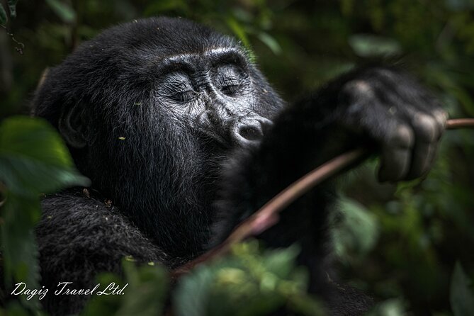 3-Day Uganda Gorilla Trekking Experience - Good To Know