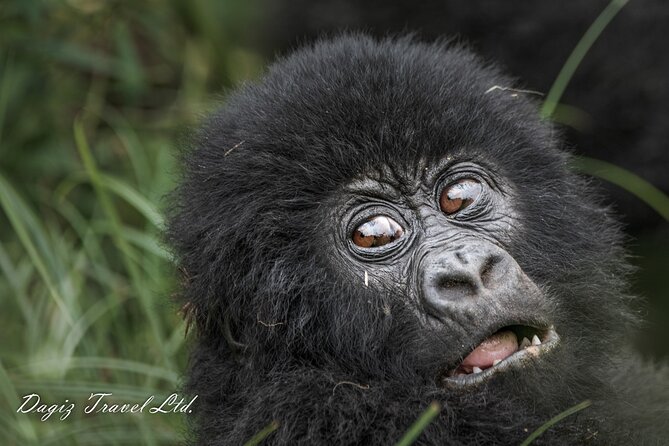 3-Day Uganda Gorilla Trekking Experience - Inclusions and Exclusions