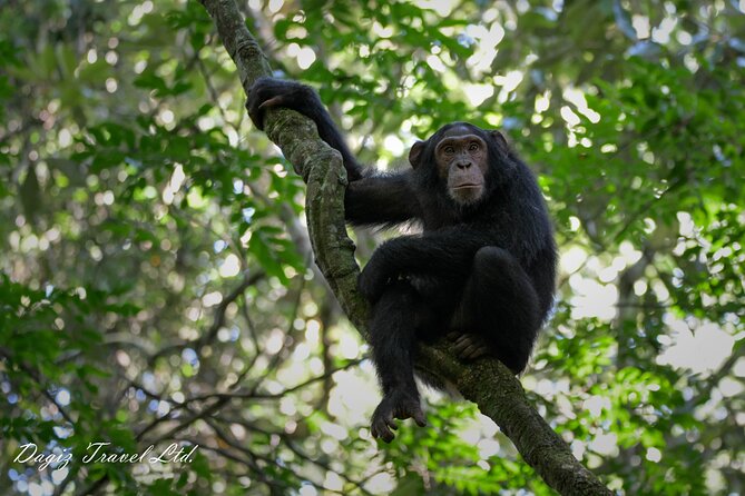 3-Day Uganda Gorilla Trekking Experience - Safety and Health Guidelines