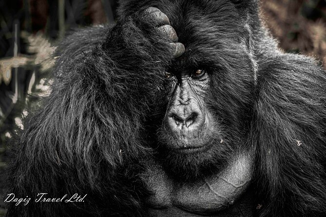 3-Day Uganda Gorilla Trekking Experience - Booking Information
