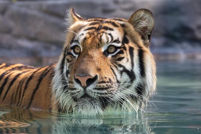 3-Day Unlimited Dreamworld, WhiteWater World & SkyPoint Ticket - Good To Know