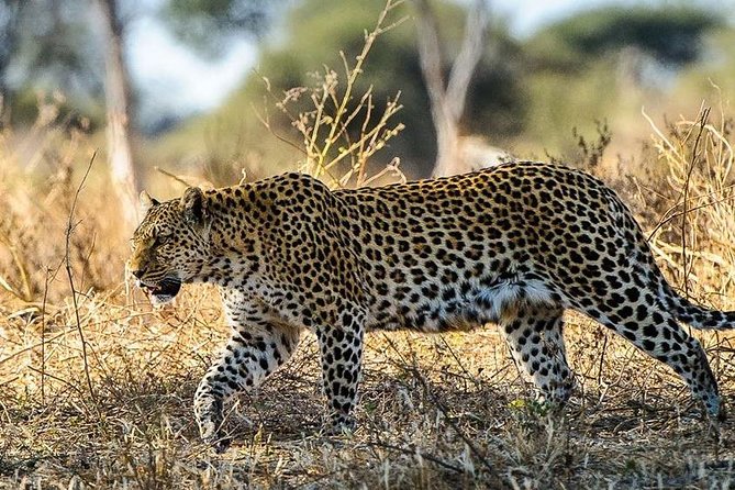 3 Day Unlimited Kruger National Park Safari Game Drive From Johannesburg Tour - Overview and Logistics