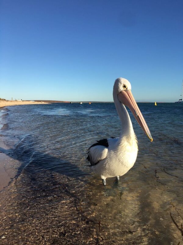 3-Day Western Australia Pink Lake Tour with Chinese speaking Guide - A three-day escape from Perth, with a lot of ground to cover