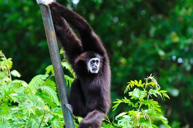 3 Day Wild Gibbon Adventure with Karen Community Homestay - A Closer Look at the 3-Day Gibbon Adventure