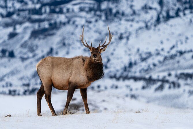 3 Day Wildlife Photography Tour in Yellowstone National Park - Introduction: What This Tour Offers