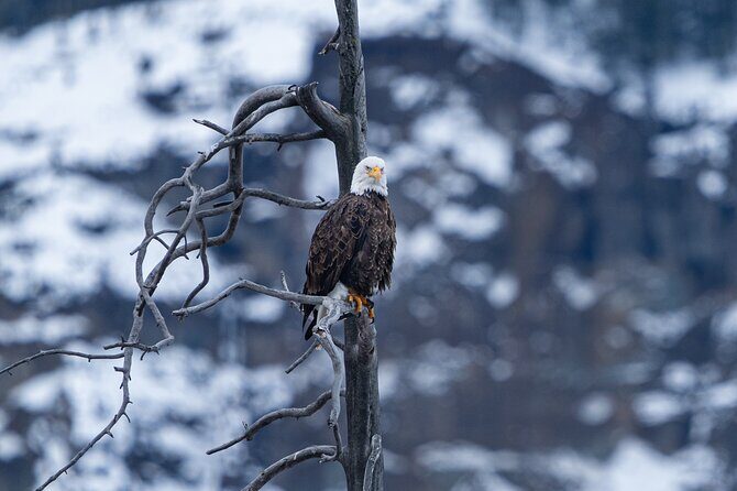 3 Day Wildlife Photography Tour in Yellowstone National Park - FAQ