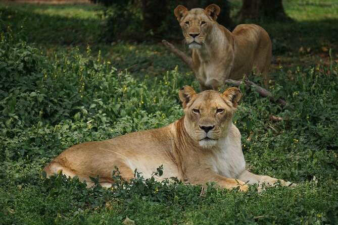 3-Day Wildlife Safari in Queen Elizabeth National Park - Wildlife Encounters Schedule