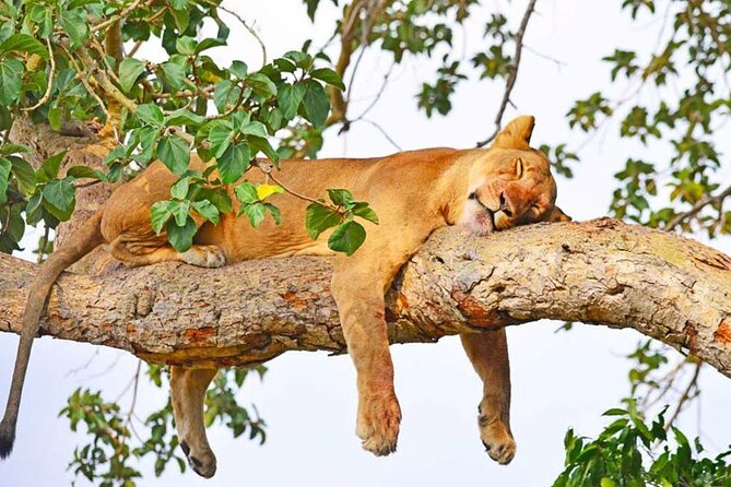3-Day Wildlife Safari in Queen Elizabeth National Park - Safari Activities Included