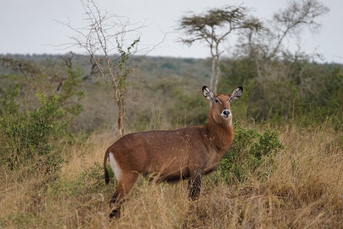 3-Day Wildlife Safari in Queen Elizabeth National Park - Safety Guidelines and Tips