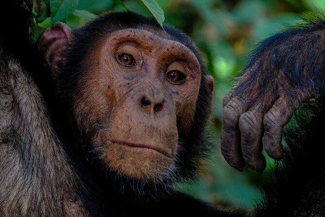 3-Day Wildlife Safari in Queen Elizabeth National Park - Booking and Pricing Information