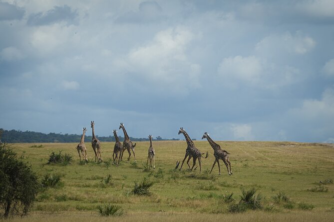 3 Day Wildlife Safari Tour From Zanzibar to Selous - The Sum Up