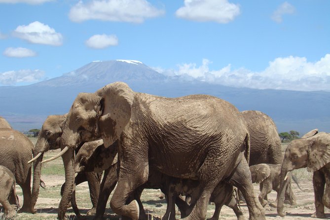 3 Days, 2 Night Amboseli Safari - The Sum Up