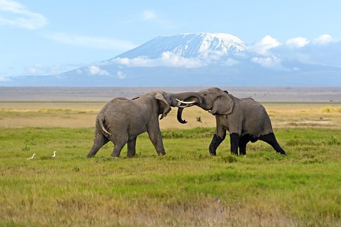 3 Days 2 Nights Amboseli National Park Mid Range Tour - The Sum Up