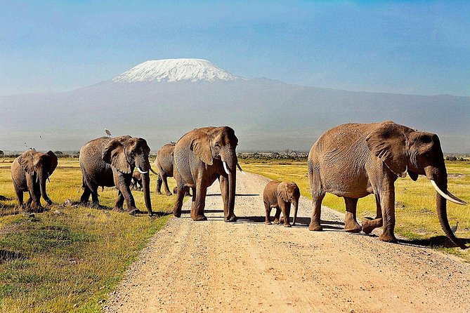 3 Days, 2 Nights Amboseli National Park Safari From Nairobi - Good To Know