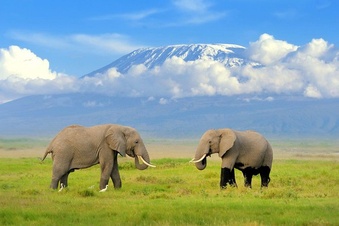 3 Days, 2 Nights Amboseli National Park Safari From Nairobi - Inclusions and Cancellation Policy