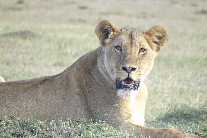3 Days 2 Nights Budget Masai Mara Safari - Itinerary Highlights
