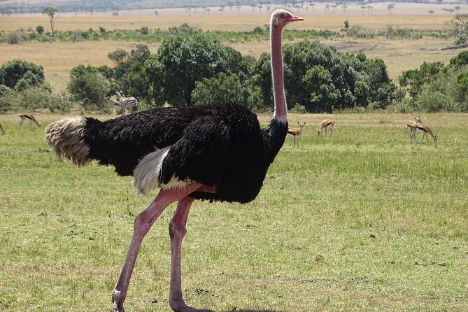 3 Days 2 Nights Budget Masai Mara Safari - The Sum Up