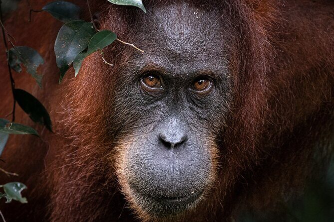 3 Days 2 Nights Ethical Jungle Trekking - Authentic Experiences from Reviewers