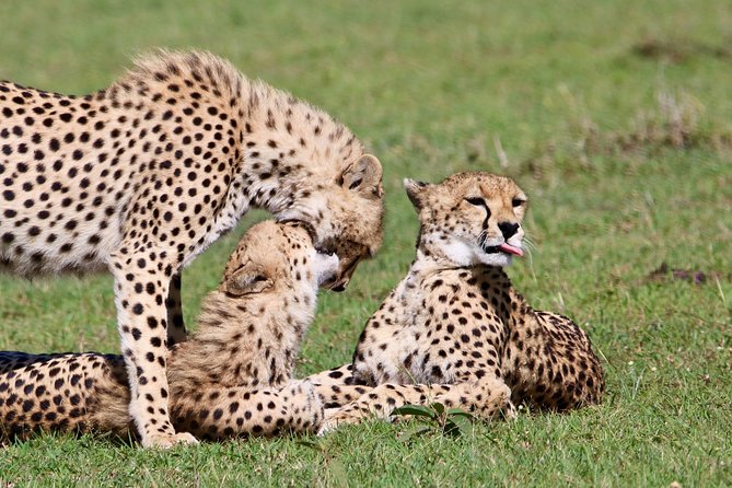 3 Days 2 Nights in Maasai Mara via The Great Rift Valley - Pricing and Reviews