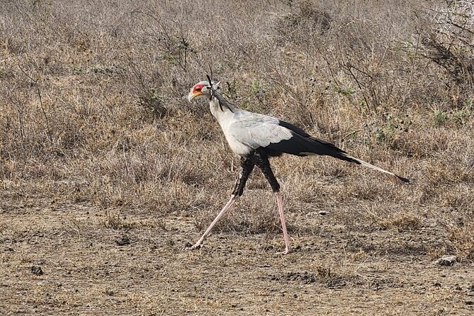 3 Days - 2 Nights Maasai Mara From Nairobi - Frequently Asked Questions
