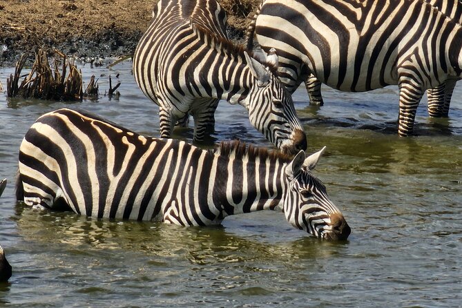 3 Days - 2 Nights Maasai Mara From Nairobi - The Sum Up