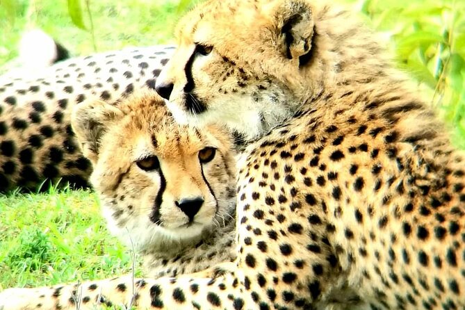 3 Days 2 Nights Maasai Mara Group Tour With 4x4 Jeep - Accommodation Information