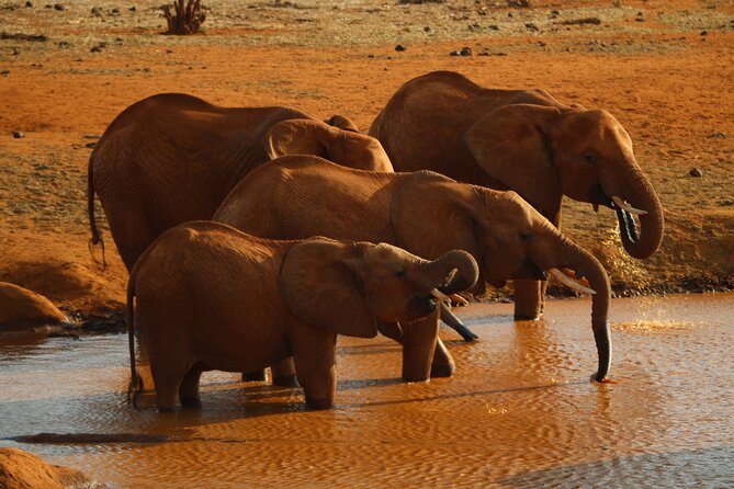 3 Days 2 Nights Maasai Mara Group Tour With 4x4 Jeep - Pricing and Booking Information