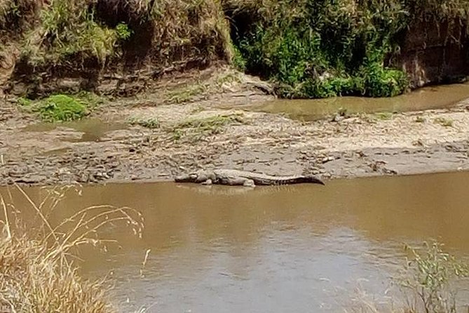 3 Days, 2 Nights Masai Mara Amazing Budget Safari - Meals Included